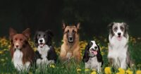 group-dog-training-sms-768x402.jpg