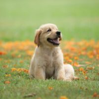 dog-puppy-on-garden-royalty-free-image-1586966191.jpg