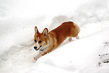 Pembroke Welsh Corgi