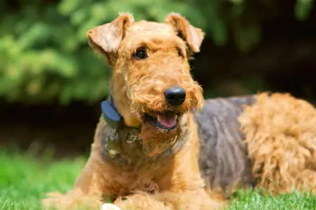 Adopt Airedale Terrier Puppies Dogs Savearescue Org