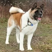 Akita - SaveARescue.org