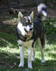 Malamute, Alaskan