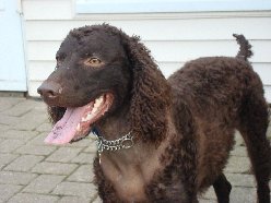 Adopt American Water Spaniel Puppies Dogs Savearescue Org