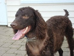 American Water Spaniel