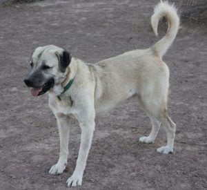 Anatolian Shepherd