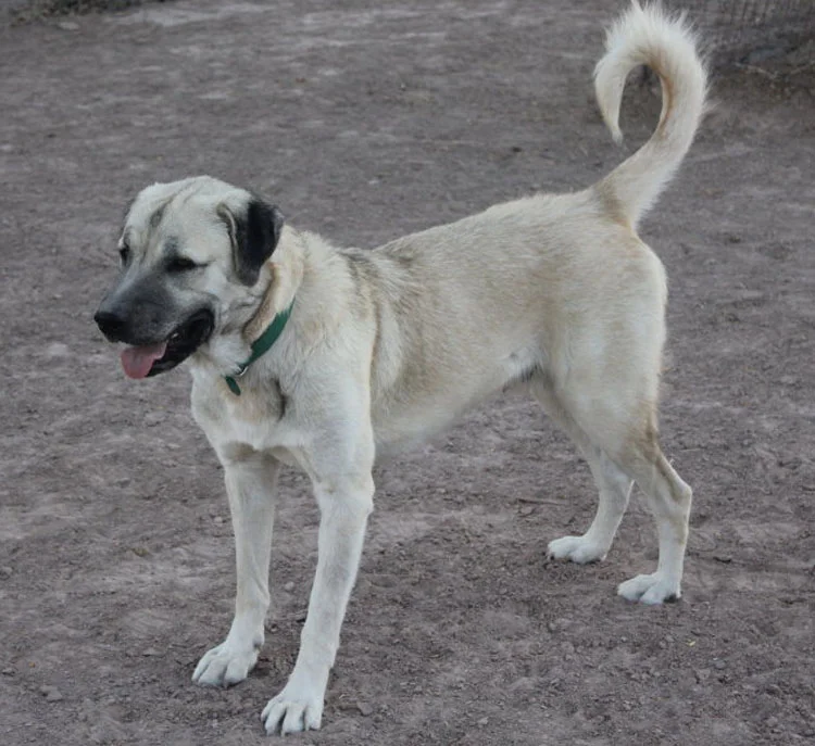 Anatolian shepherd rescue near 2024 me