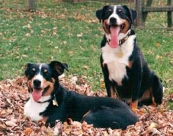 Appenzeller Mountain Dog