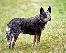 Cattle Dog, Australian