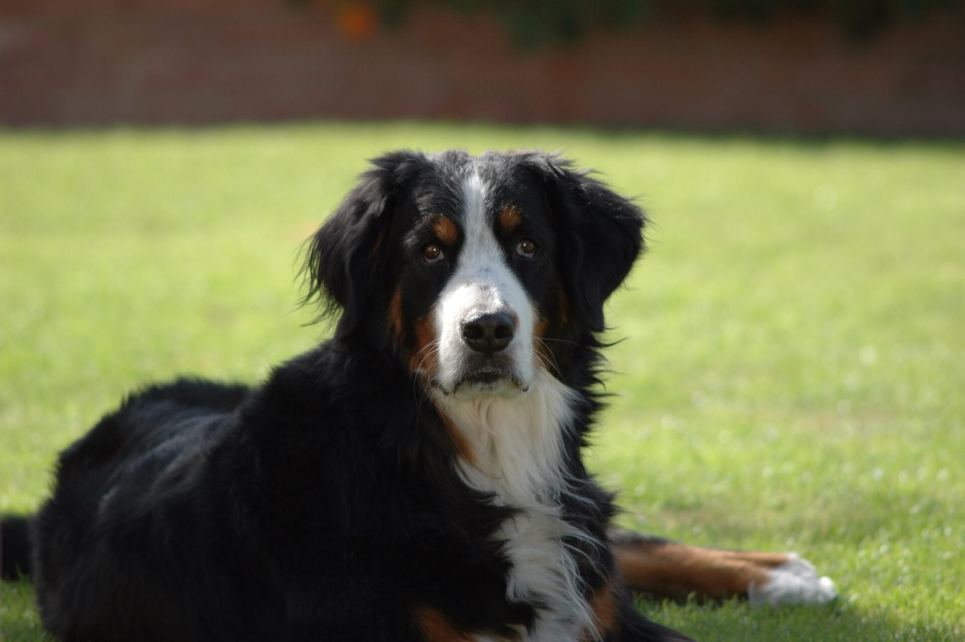 Adopt Bernese Mountain Dog Puppies Dogs Savearescue Org