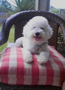 Bichon Frise