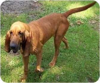 Bloodhound