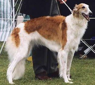 Borzoi