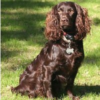 Boykin Spaniel