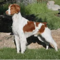 brittany spaniel rescue