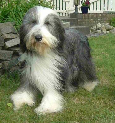 Bearded collie store breeders near me