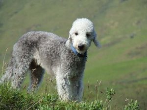 Bedlington Terrier