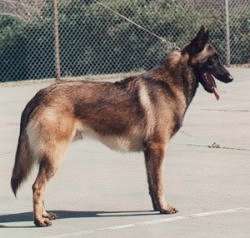 Belgian malinois hot sale double coat