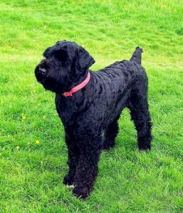 Black Russian Terrier