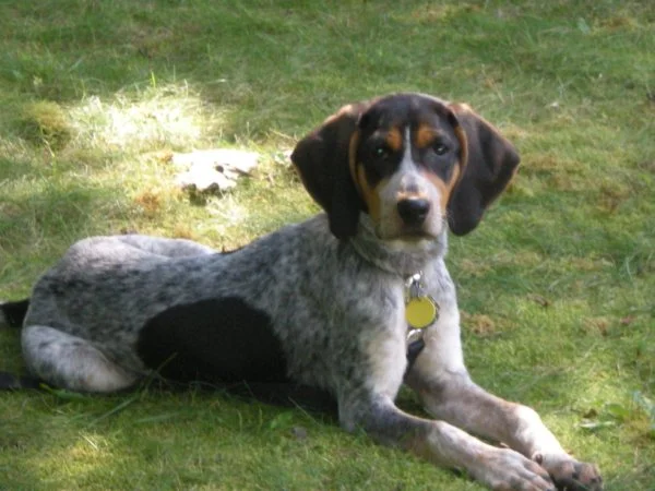 blue nose tick hound