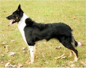 Border Collie