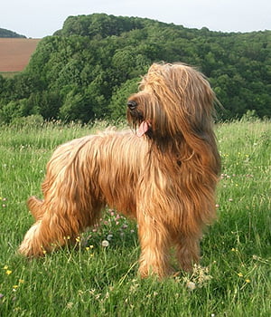 Briard collie store