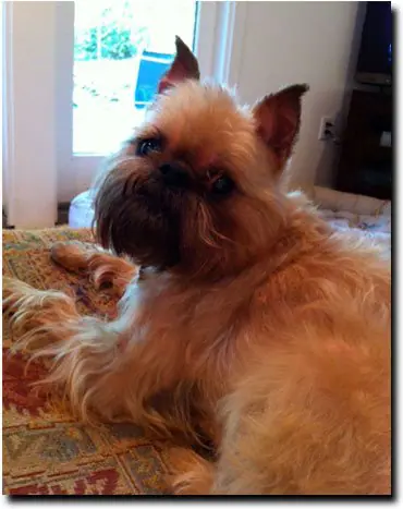 Brussels best sale griffon rescue