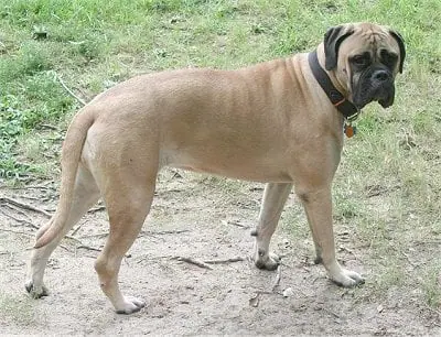 Bullmastiff