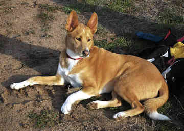 Canaan dog border collie 2024 mix