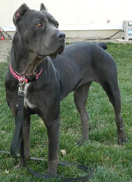 Introducing a New Puppy to an Older Cane Corso