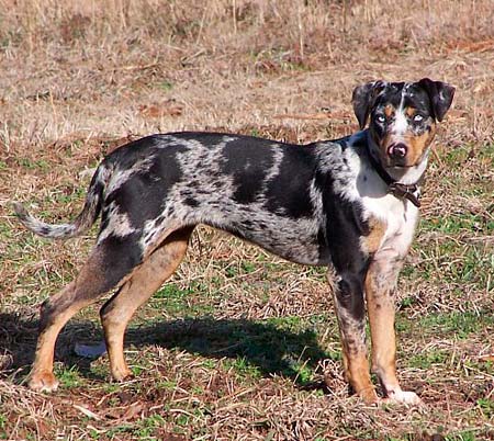 a catahoula leopard dog