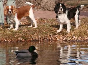 Cavalier King Charles Spaniel