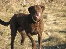 Chesapeake Bay Retriever