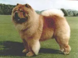 Chow Chow