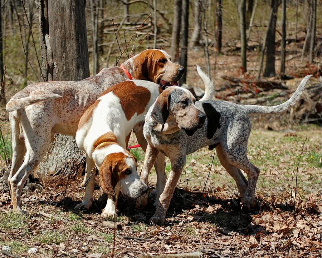 Coonhound save a rescue