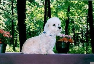 Dandie Dinmont Terrier