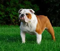 English Bulldog