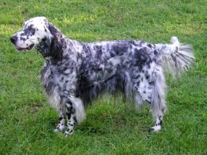 English Setters