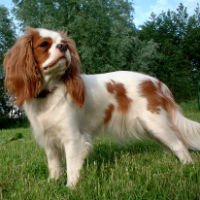 English toy shop spaniels for adoption