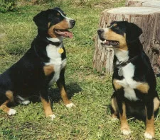 Entlebucher Mountain Dog