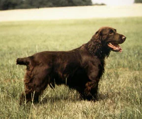 Field Spaniel