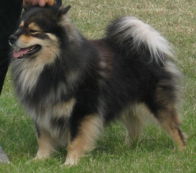 Finnish Lapphund