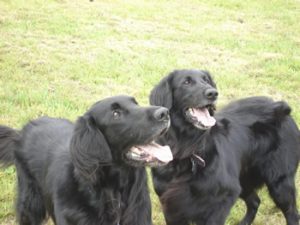 Flat-Coated Retriever