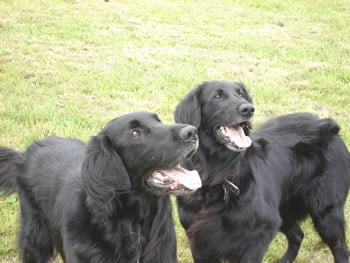 Flat Coated Retriever Rescue and Adoption