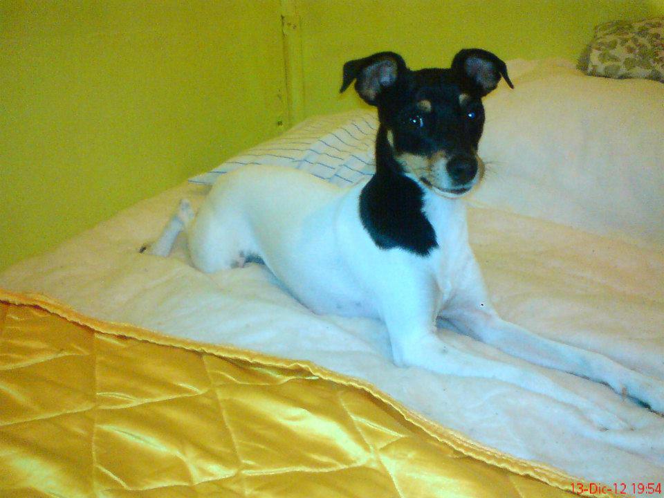 Smooth Fox Terrier Adoption and Rescue