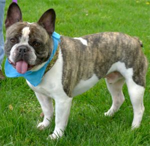 French Bulldog