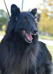 Belgian Shepherd [Groenendael]