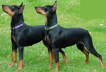 Adopt German Pinscher Puppies \u0026 Dogs 