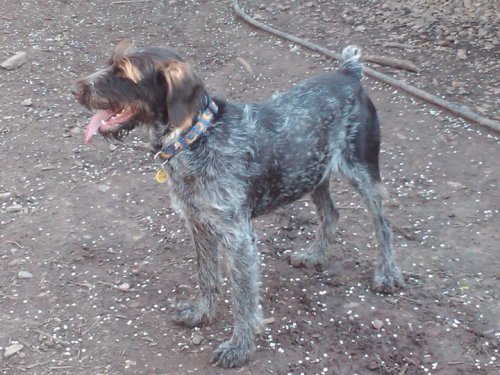 Wirehaired pointer hot sale rescue