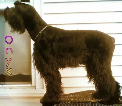 Giant Schnauzer