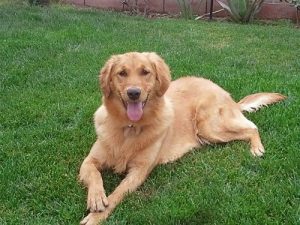 Golden Retriever Rescue